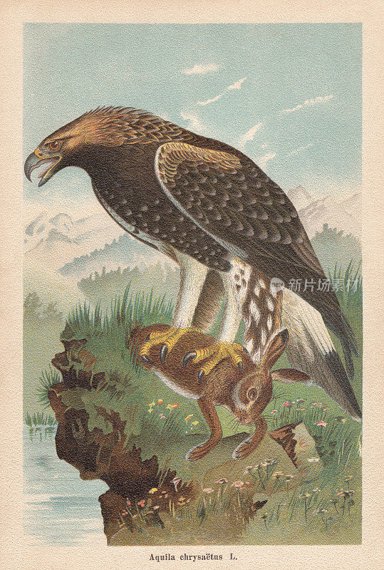 《金鹰》(Aquila chrysaetos)，色版画，出版于1896年